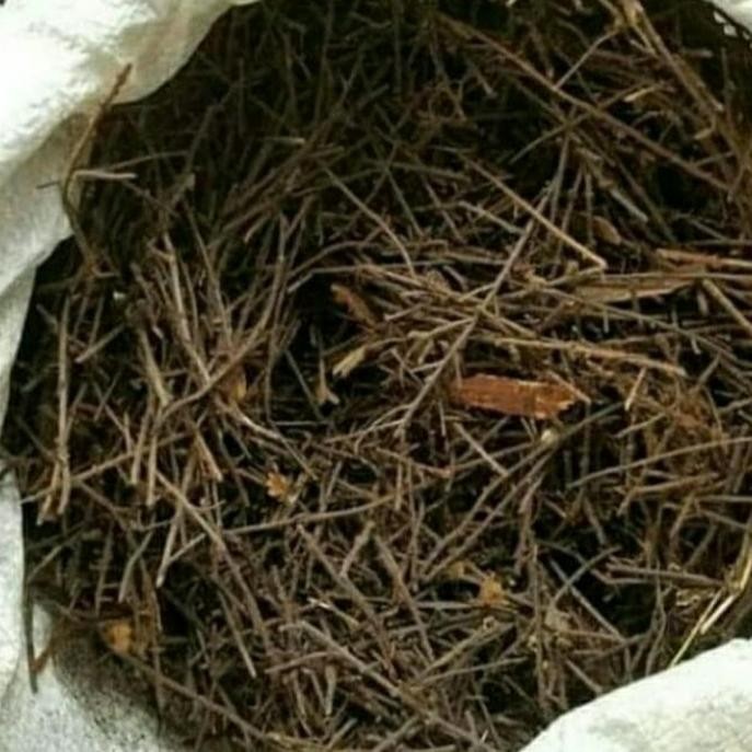 Media tanam akar pakis cacah 1 karung karungan