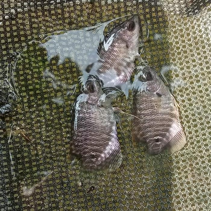 bibit gurame ukuran silet