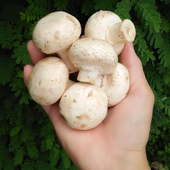 

New Jamur Kancing Champignon Mushroom