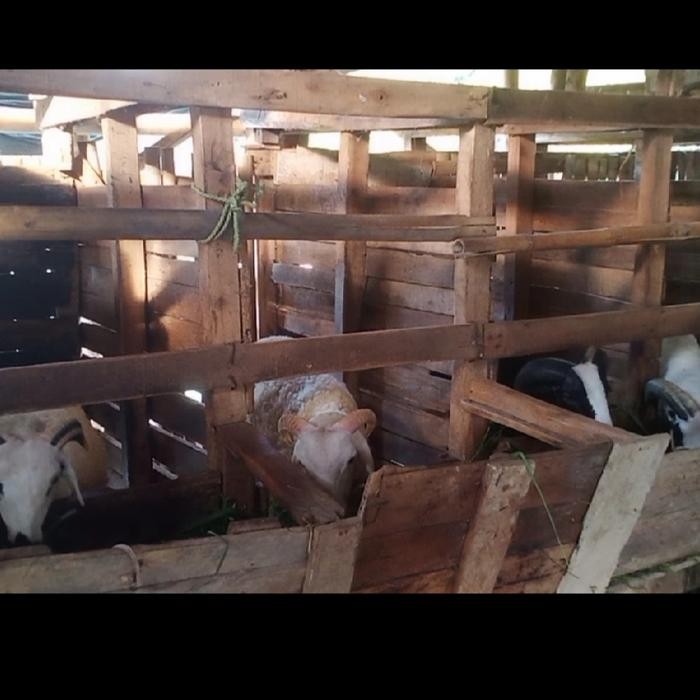 DOMBA QURBAN BANDUNG 2025