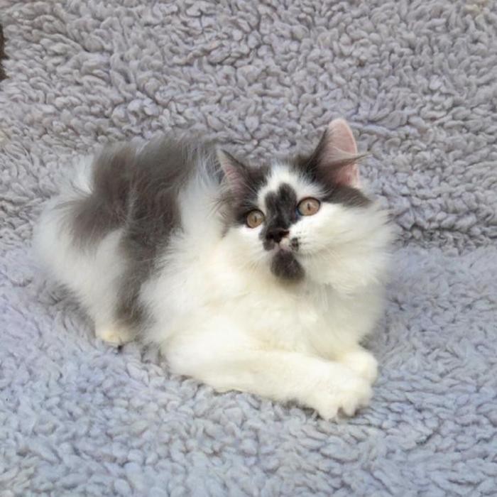 KUCING PERSIA JANTAN