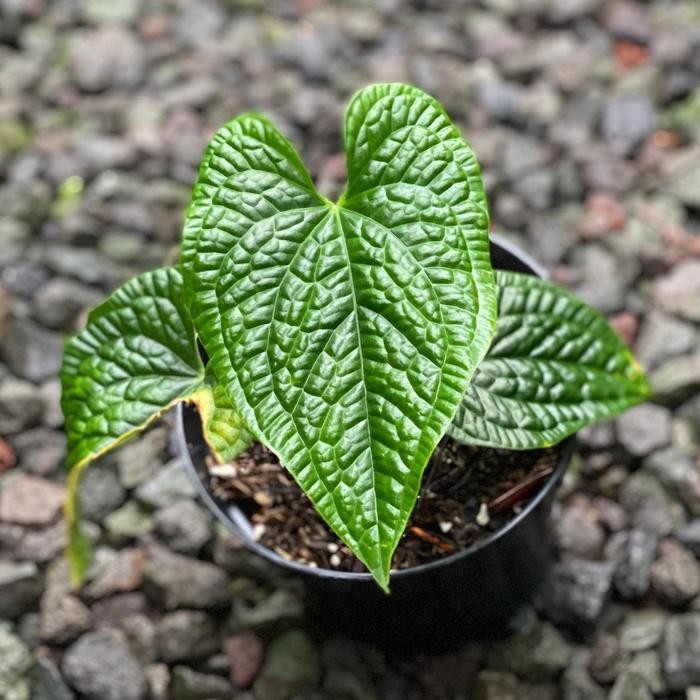 Anthurium Splendid Luxurians