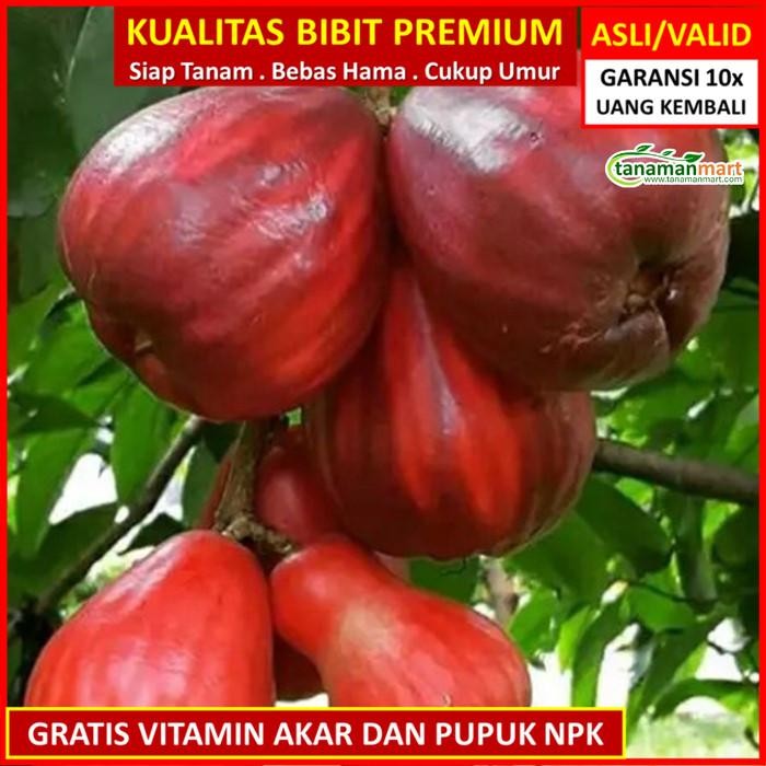 Stok Baru Bibit Jambu Bol jamaika Asli Bergaransi, Pohon Jambu Jamaika Super