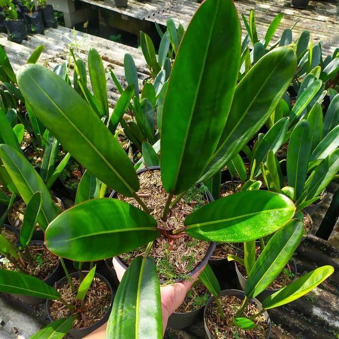 Stok Baru tanaman philodendron callosum - pilo golok