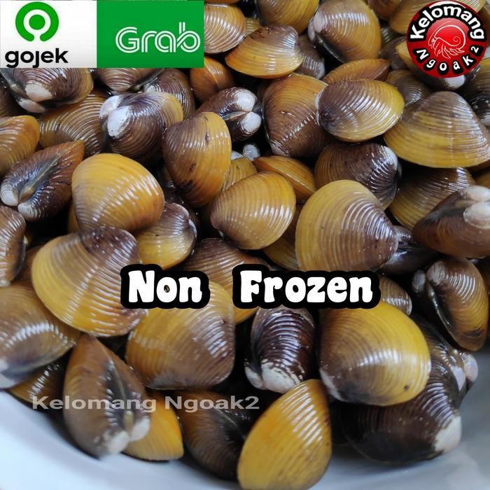 New Kerang Sungai Hidup / Laya/ Pensi High Quality
