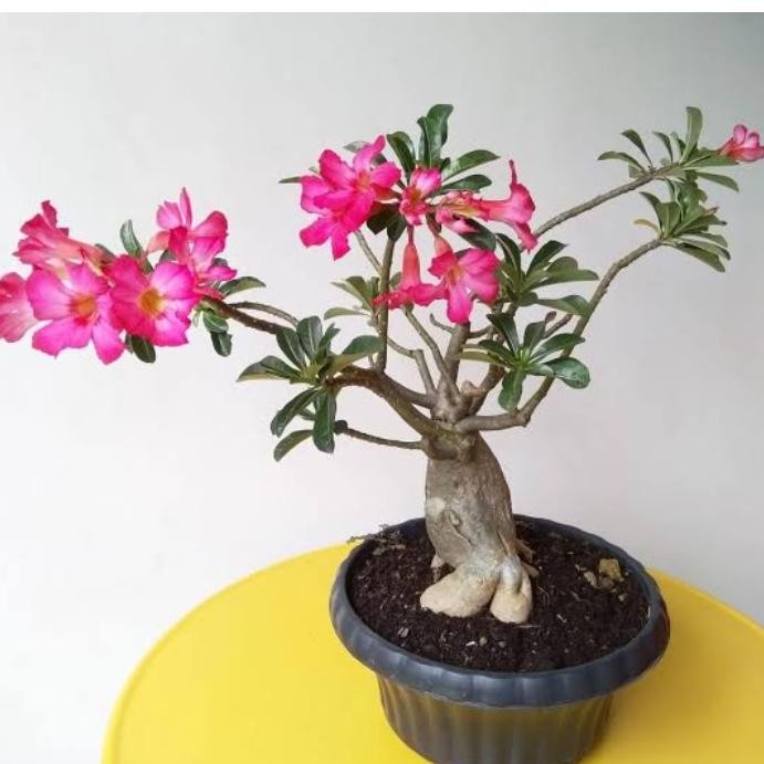 Tanaman Kamboja Jepang/Kamboja Bonsai