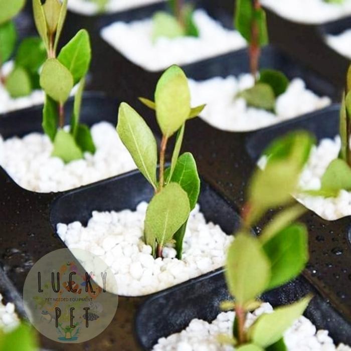 PERLITE media tanam tanaman alas media penetasan telur reptil gecko