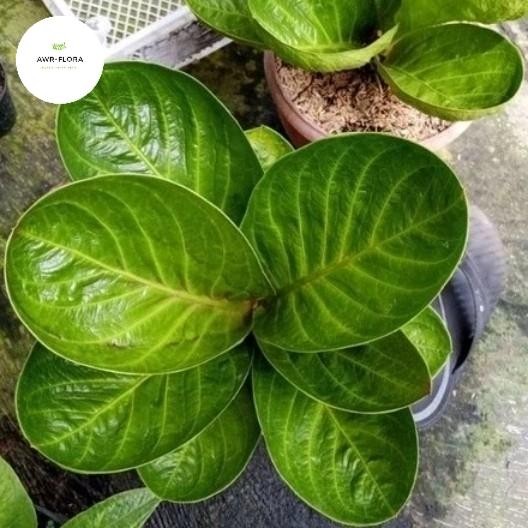 TERMURAH Taan s anthurium jemani mangkok bowl + pot _ READY STOCK