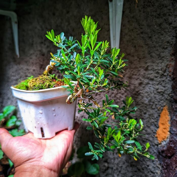 Bonsai Mame Boksus Herlandii Se Cascade Real Karakter Bonus Pot