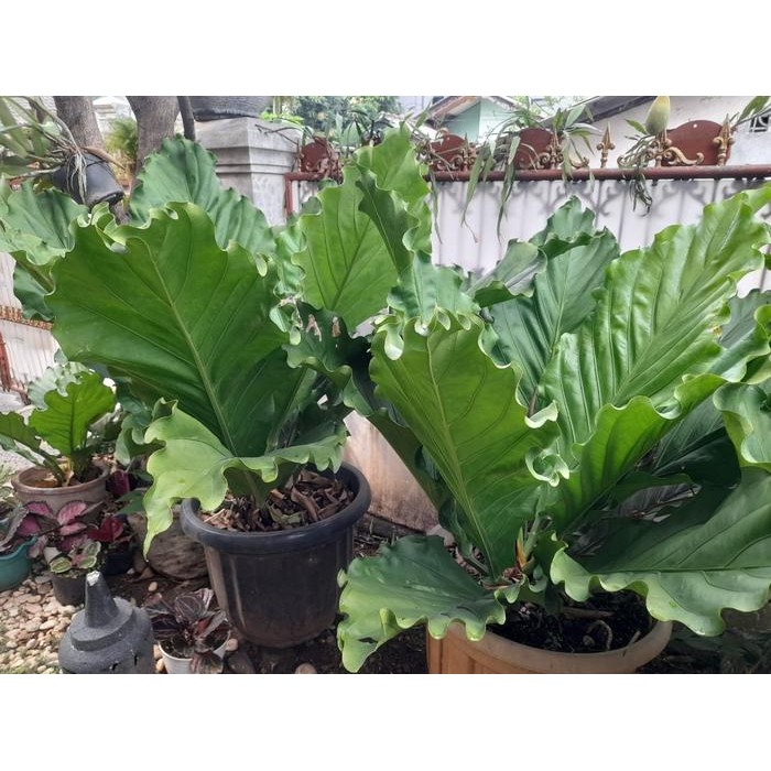 Anthurium Plowmanii Gelombang Cinta Jumbo 1,5M