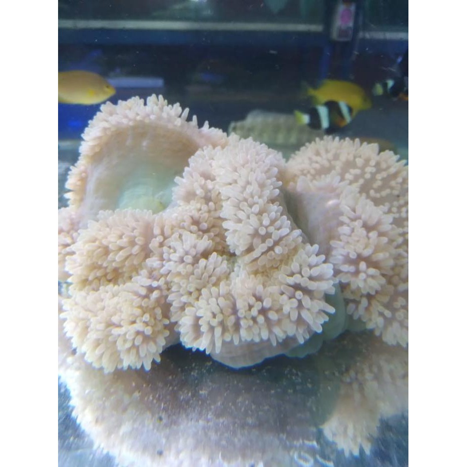 Anemon Karpet - Rumah Ikan Nemo / Clownfish