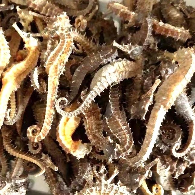 

3YC3 Kuda LautUkuran 4-7Cm, (Per Ekor)