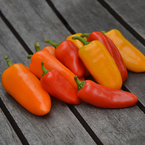 

Baby Capsicum Hidroponik Hidroponik 250 gram