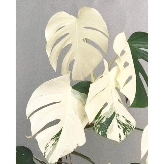 (Allthebest) bonggol monstera marmorata variegata albino