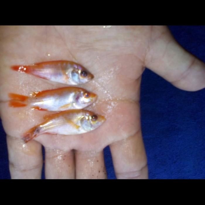 (Allthebest) bibit ikan nila bangkok merah