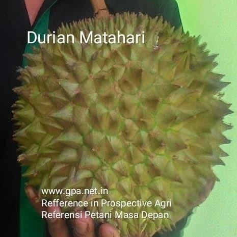 (Allthebest) Entres Durian Matahari (5 Entres)