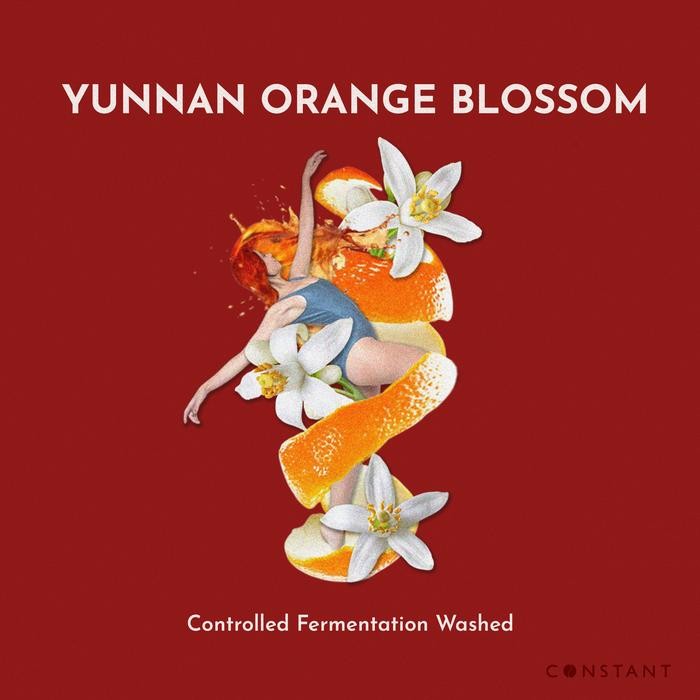 

Biji Kopi Yunnan Orange Blossom - Constant Beans