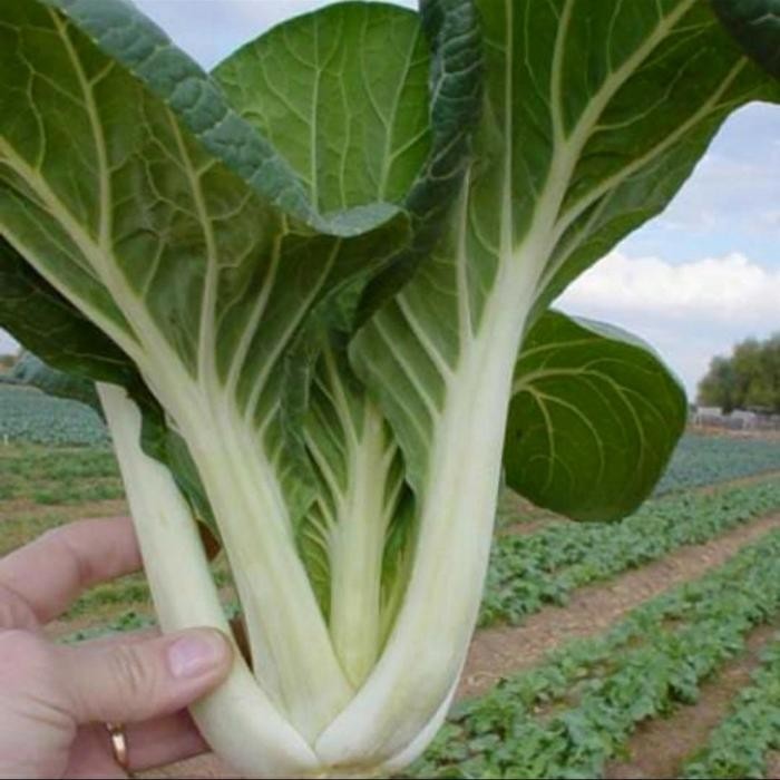 BENIH SAYUR PAKCOY PUTIH - SAWI SENDOK PUTIH ( 50 GRAM )