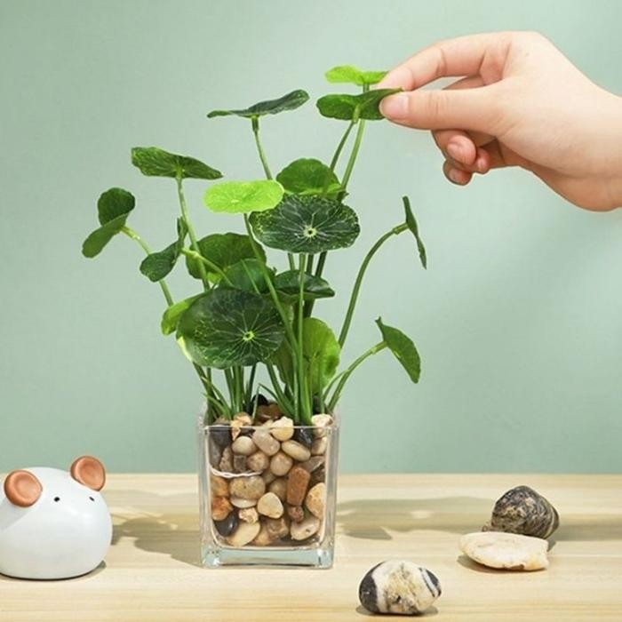 1 Set vas kaca tanaman air artificial / Hiasan meja kerja aesthetic / Pajangan dekorasi kamar rumah