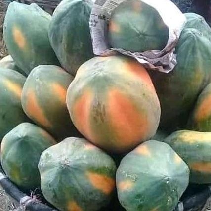 

TERMURAH pepaya bangkok (1buah) READY STOCK