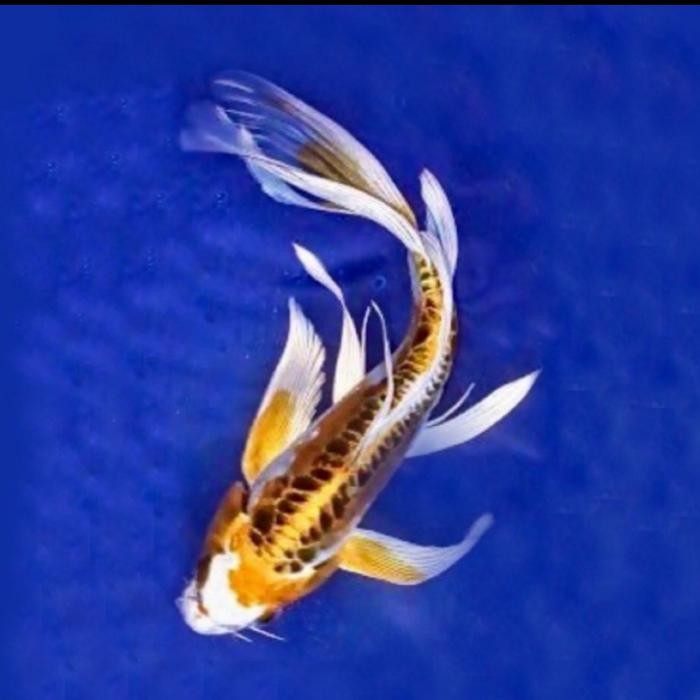 Ikan Koi Metalic Kabuto Slayer Paket 10 Ekor -Gratisongkir