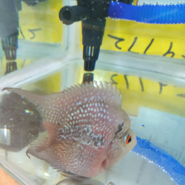 Ikan Louhan Bonsai Uk 2" -Gratisongkir