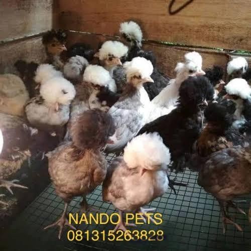 Ayam Polandia Ayam Jambul Ayam Polan -Gratisongkir