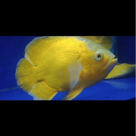 OSCAR LEMON PURE 10CM