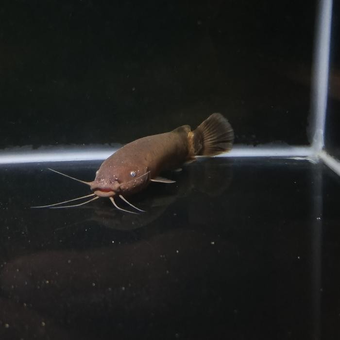 Ikan Belut Listrik / Electric Catfish 15-18cm