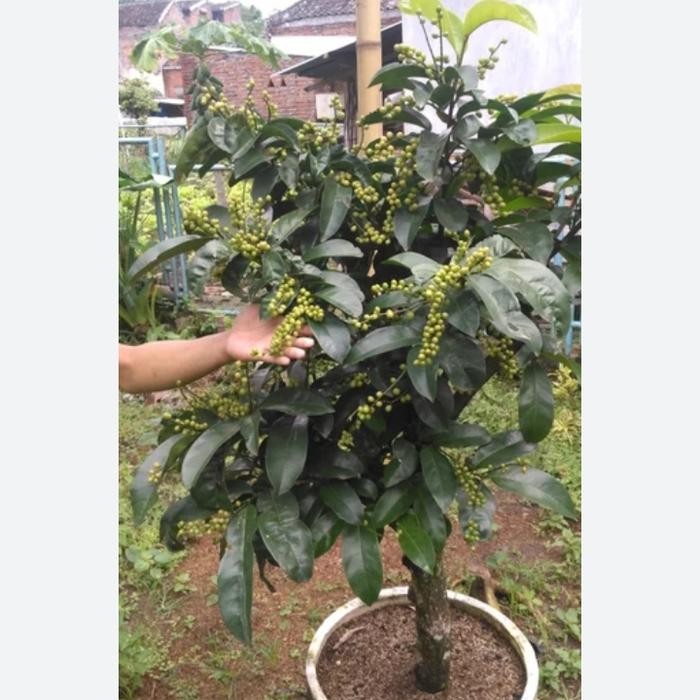 bibit bonsai pohon buni.