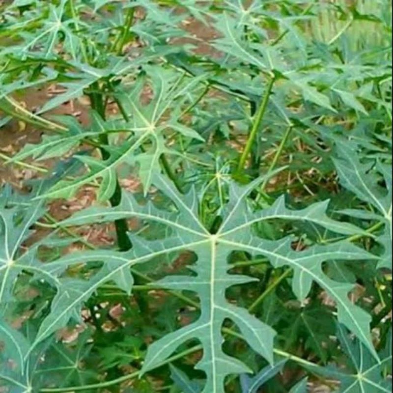 

daun pepaya Jepang dipetik saat di pesan per lembar