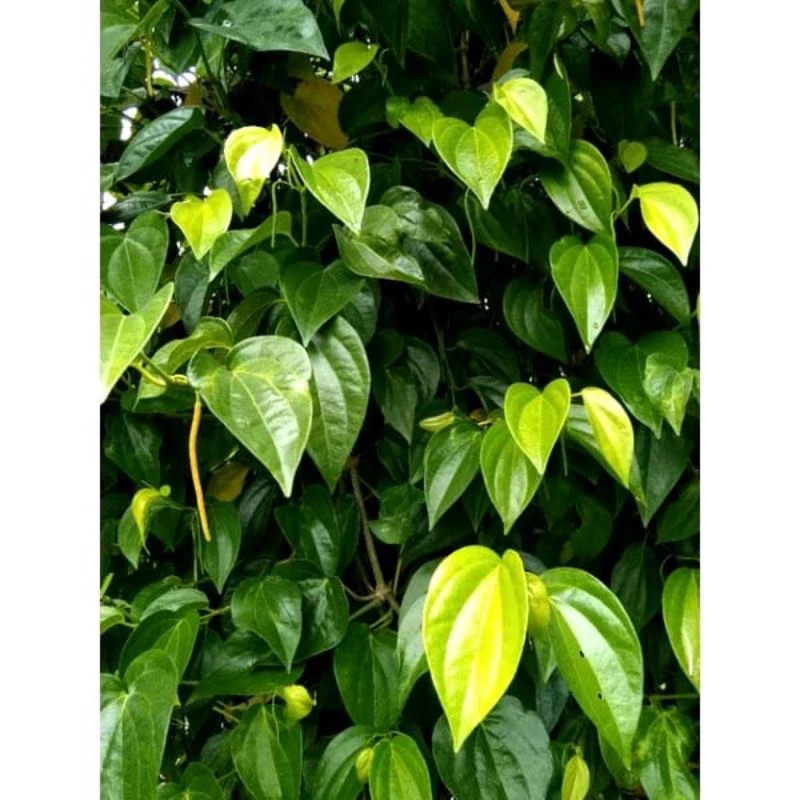 

satu pcs Daun sirih pegunungan asli