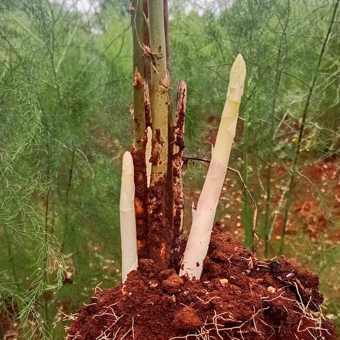bibit akar bonggol asparagus Depok