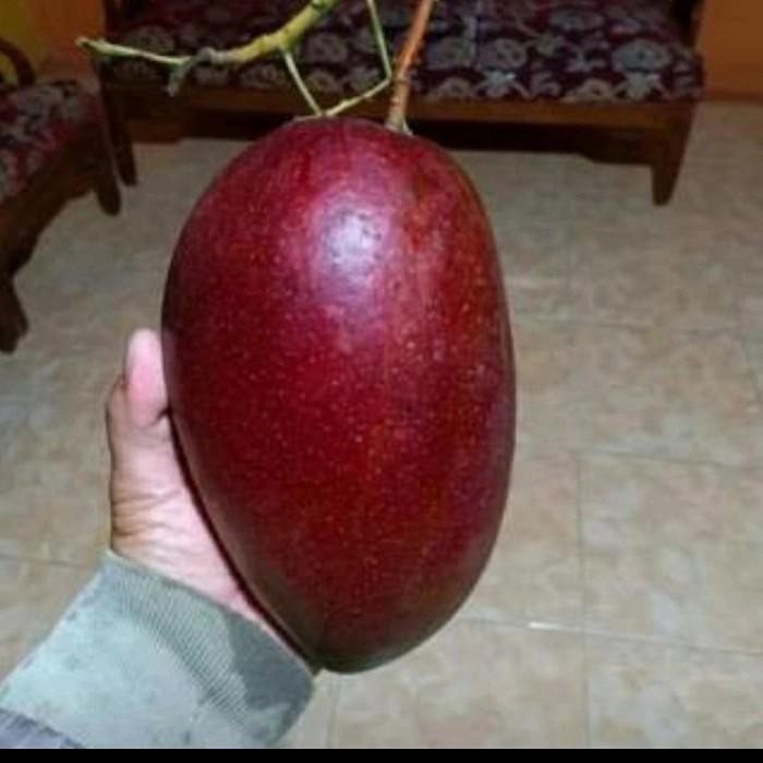 

DISKON Mangga Miyazaki tinggi 150cm up siap berbuah READY STOCK