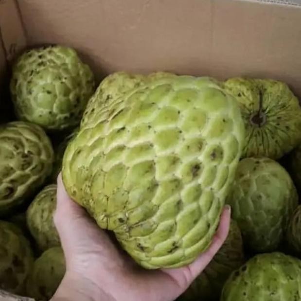 

ASLI buah srikaya jumbo 1kg READY STOCK