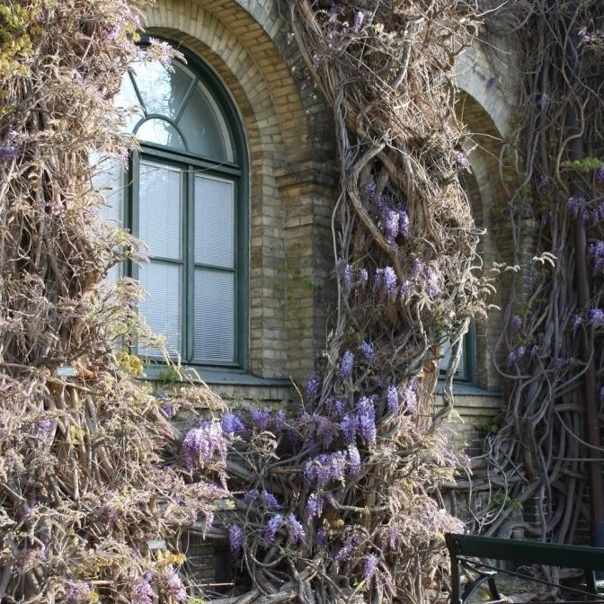 Bibit tanaman rambat bunga ungu wangi wisteria Cina (Wisteria sinensis)