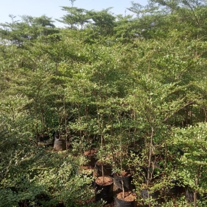 Pohon ketapang kencana tinggi 1,5meter