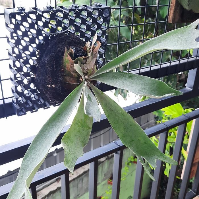 platycerium superbum