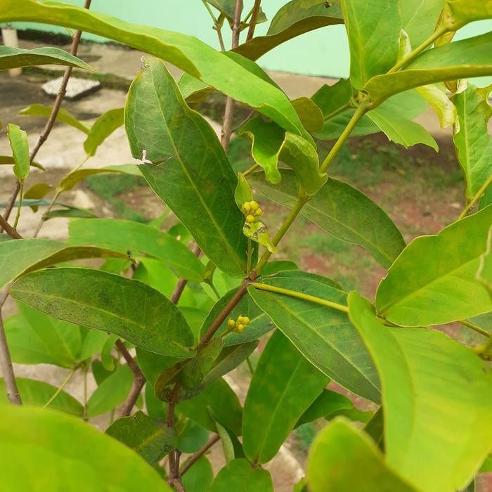 jambu air kancing berbunga