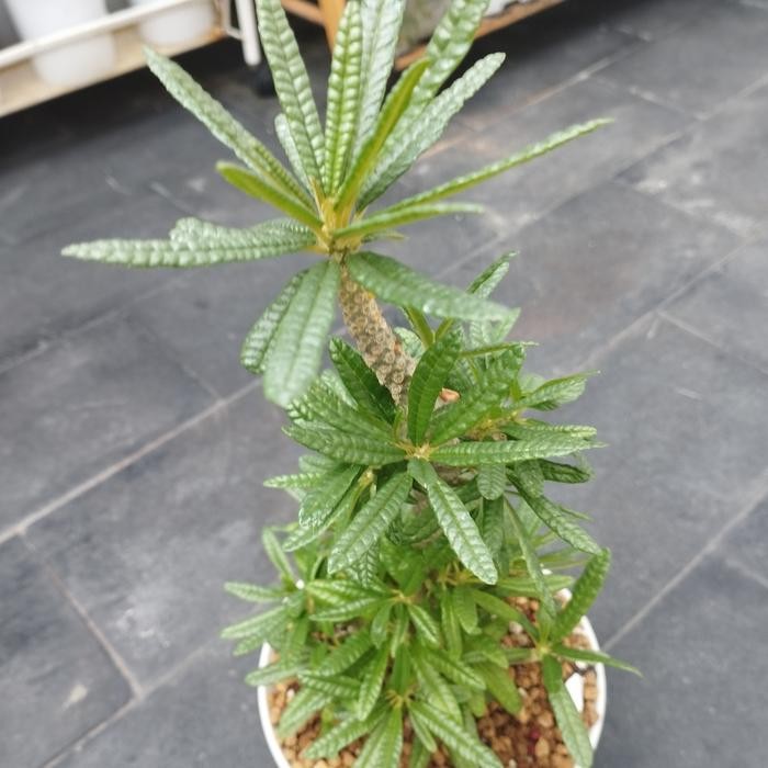 Bisa Termin Dorstenia Gigas Bullata