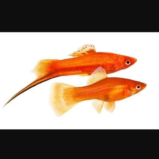 (Allthebest) ikan hias platy pedang merah