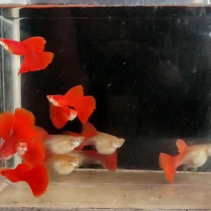 (Allthebest) Guppy AFR Albino Full Red Big Dorsal Grade A Ikan Hias Aquascape Murah