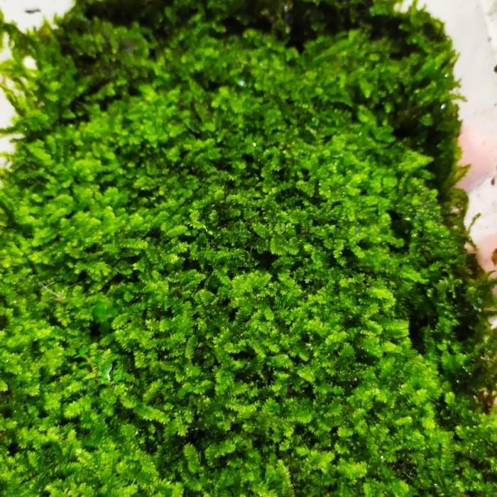 (Allthebest) Moss Weeping Darat - Paludarium / Vivarium / Terrarium