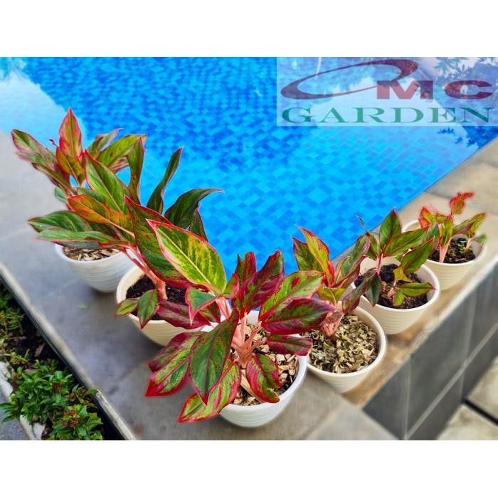 Aglonema Red Lipstick Lipstik Merah Siam Aurora Sri Rejeki 1520 Kode 044
