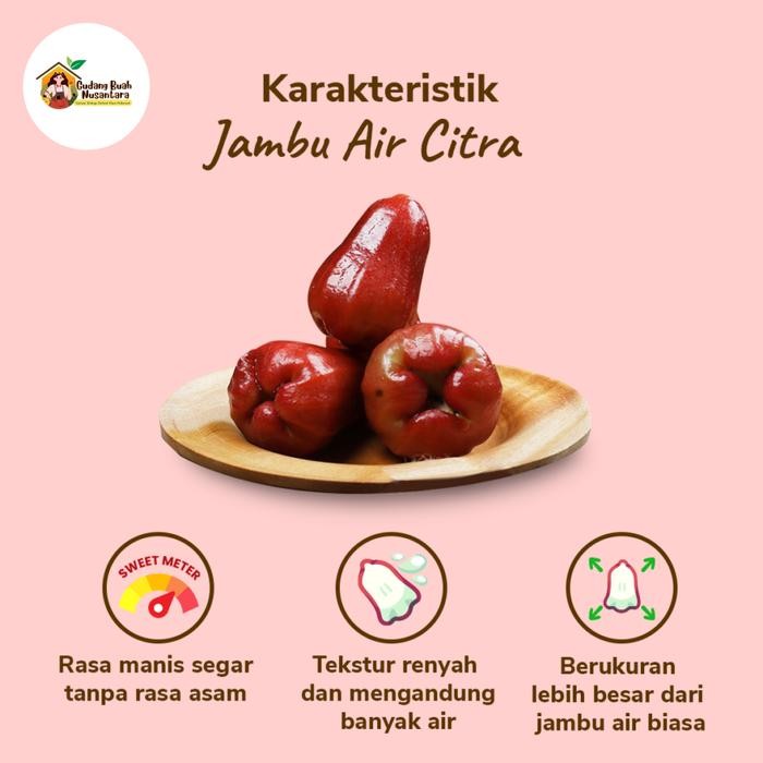 

ASLI Jambu Air Merah Citra Manis Segar 1kg Gudangbuahnusantara READY STOCK