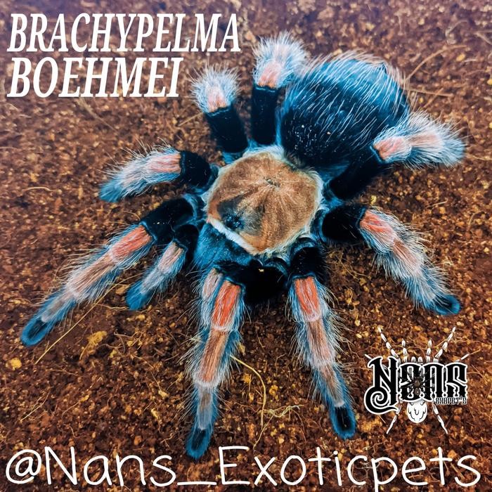 TARANTULA BRACHYPELMA BOEHMEI MEXICAN FIRELEG TARANTULA ~NANS EXOTICPET'S~