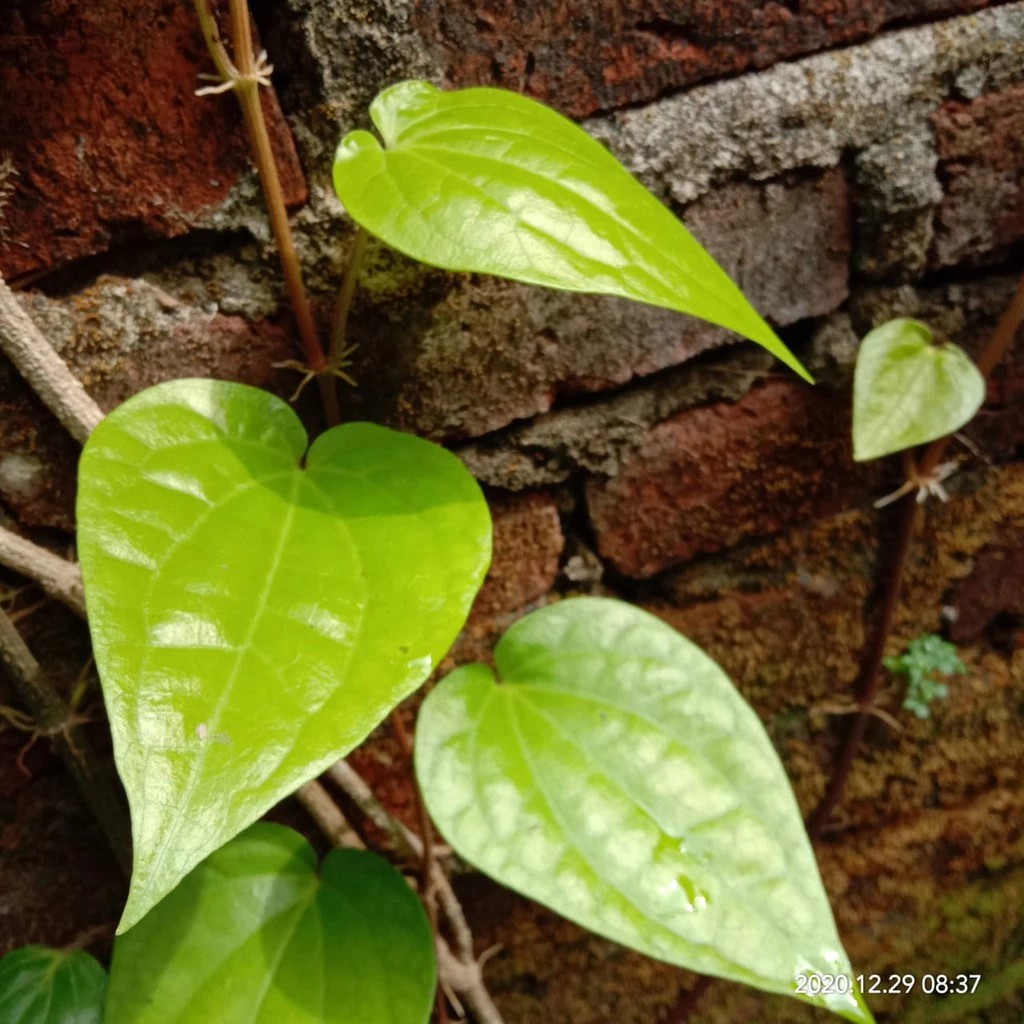 

satu pcs Daun Sirih Ketemu Ros Segar / Daun Suruh Temu