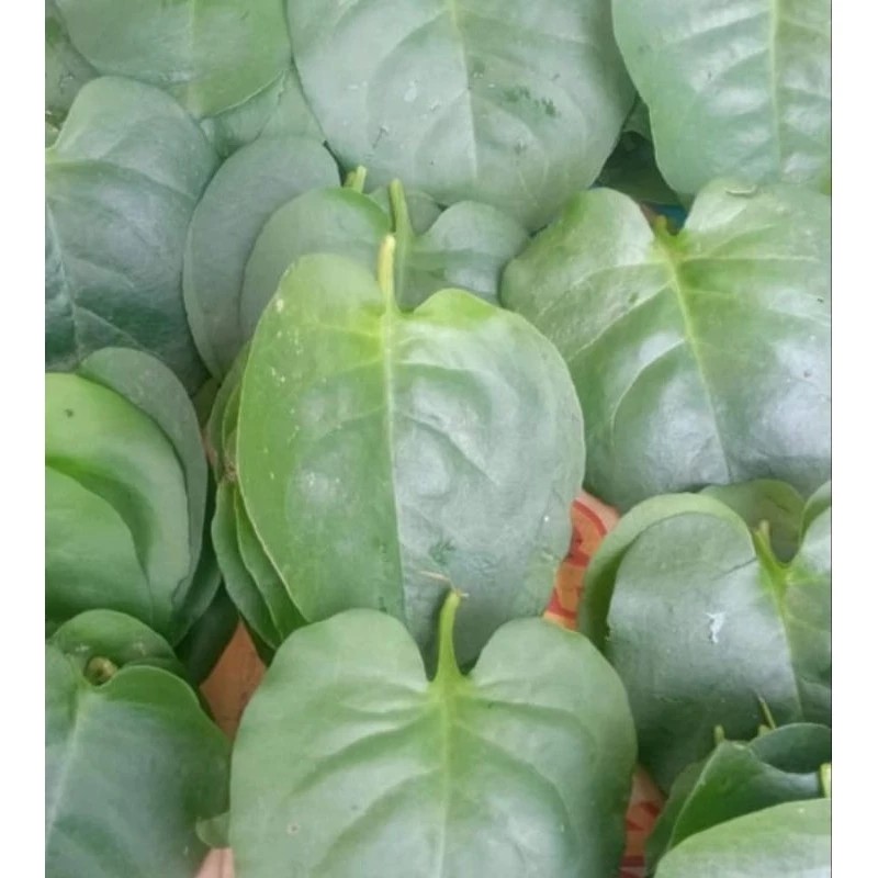 

satu pcs Daun Binahong Hijau fres