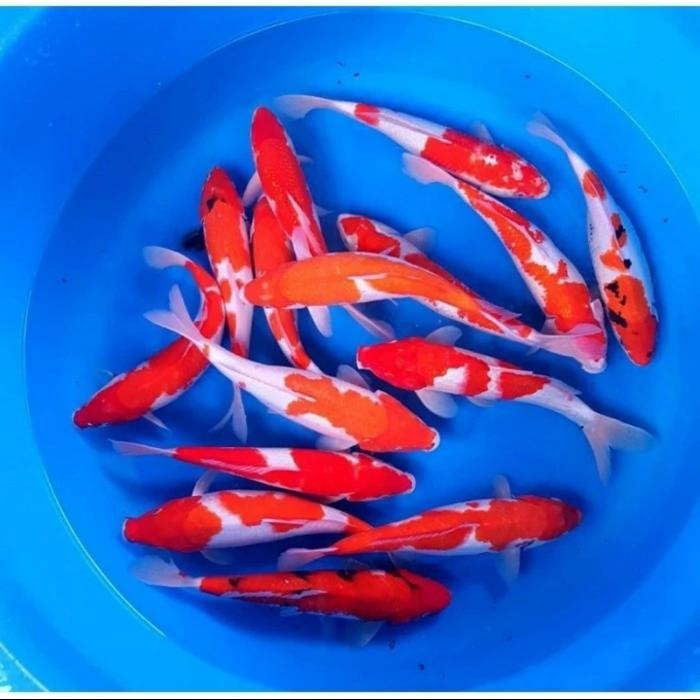 TERSEDIA IKAN KOI KOHAKU BLITAR HIDUP SIZE 25-30CM