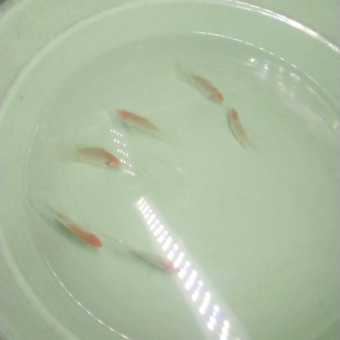 Manfish Rca Red Cap Albino Size 4 Centimeter